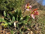 27 Ellebori fecondati di varia colorazione (Helleborus niger)